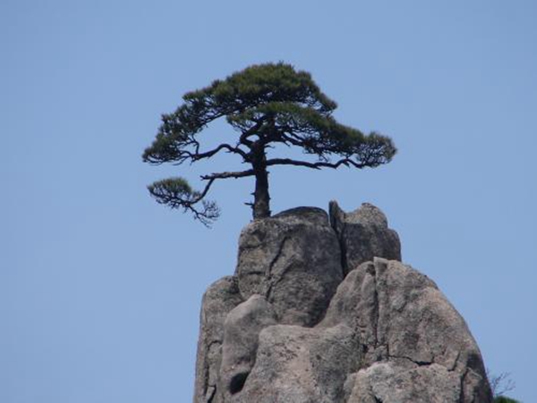 每日花语 12月14日松 同日之星程耀辉 李子君 图 12月14日花祝福 12月14日出生的朋友们生日快乐 12月14日出生的名人 12月14日重大事件 天天看点