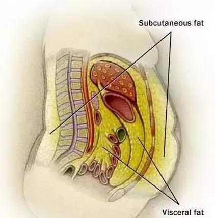 內髒脂肪到底是什麼？應該怎麼減？