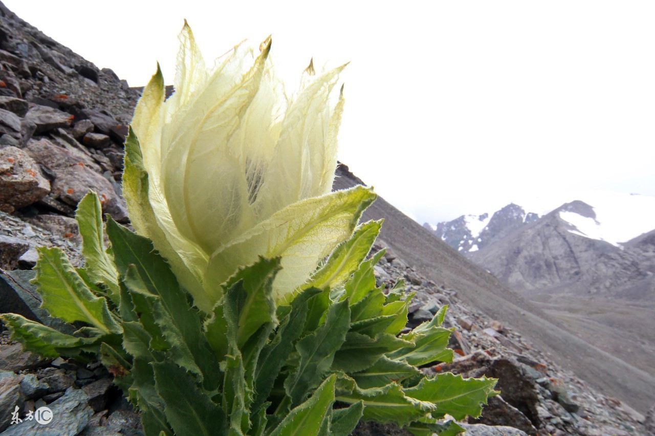 九龙营养课堂：天山雪莲怎么吃？雪莲花做法大全？雪莲花茶功效？