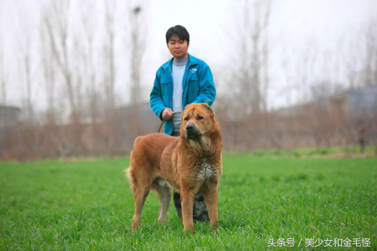 中亚牧羊犬幼犬怎么养新手必看干货