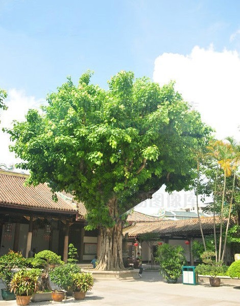 星月菩提子(专家考证:星月菩提子的历史不过三十年!) 第1张