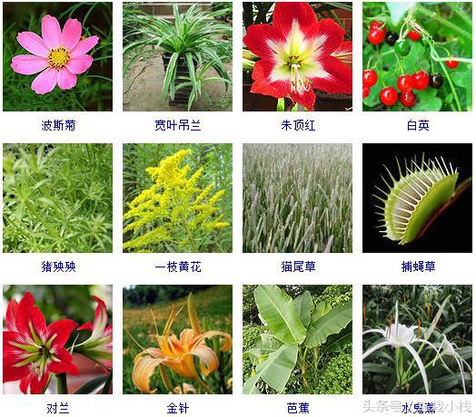 草本植物有哪些300种常见的草本植物