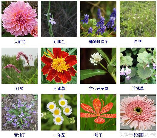 草本植物有哪些300种常见的草本植物