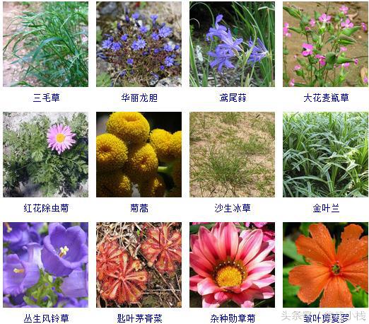 草本植物有哪些300种常见的草本植物