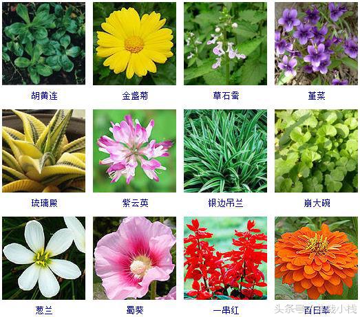草本植物有哪些300种常见的草本植物