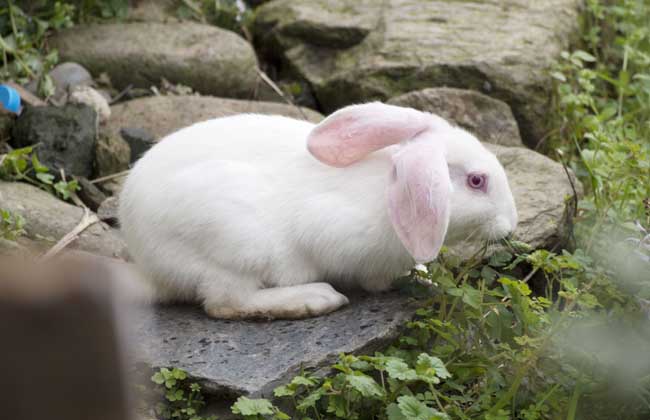 兔子的寿命有多少年（知识科普兔子的平均寿命）