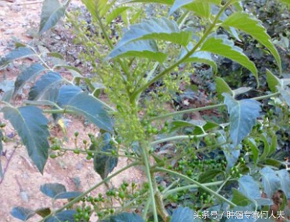 鸭胆子，遍布两广云南福建，是治疗消化道肿瘤和癌性胸腹水的好药