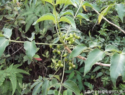 鸭胆子，遍布两广云南福建，是治疗消化道肿瘤和癌性胸腹水的好药