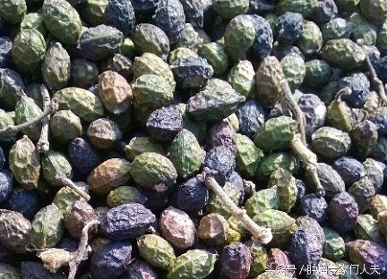 鸭胆子，遍布两广云南福建，是治疗消化道肿瘤和癌性胸腹水的好药