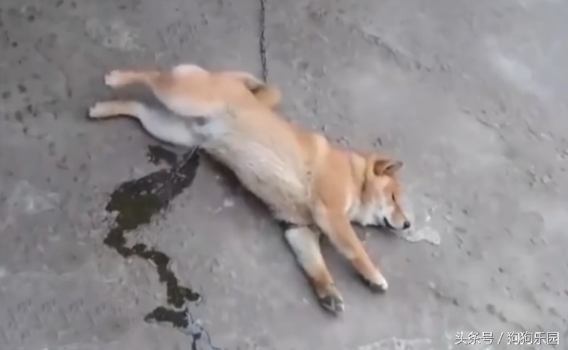 柴犬狗狗做梦撒尿，醒来发现尿了一地一脸懵逼！