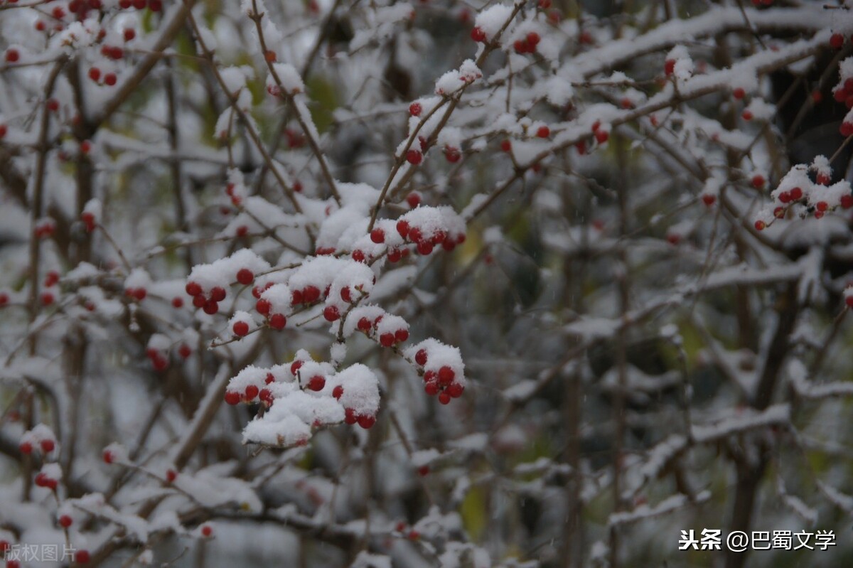 散文：小雪是初冬的琴音