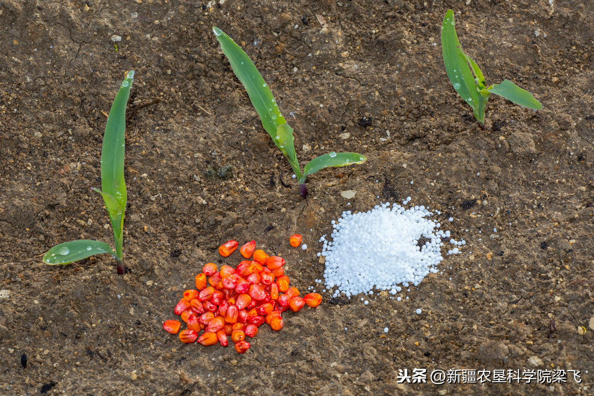 农田盐碱太高怎么办，什么肥料可以改善？
