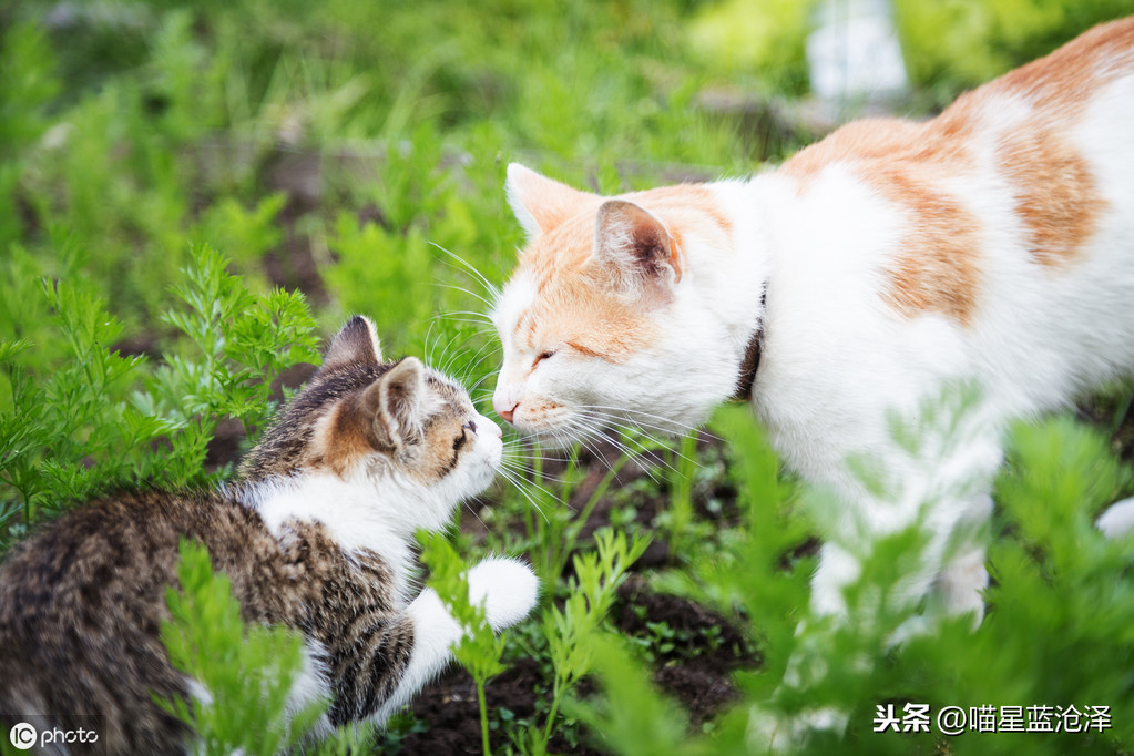 关于幼猫你不知道的10件事之——猫瘟是个什么玩意儿？