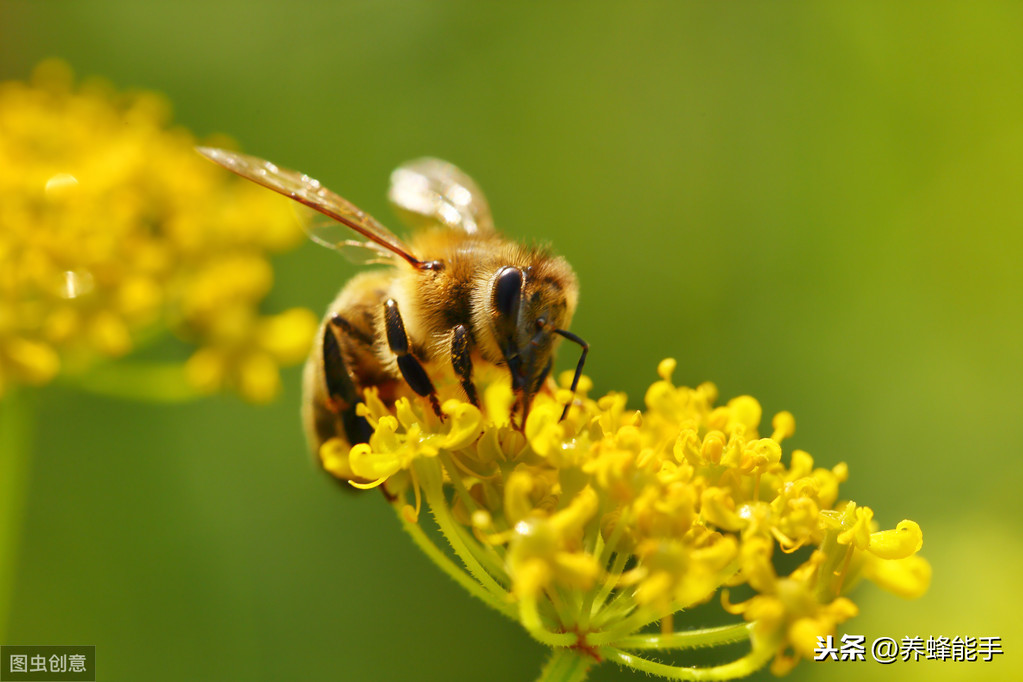 养蜂日历：蜜蜂收集花蜜的器官、方法以及花蜜如何加工成蜂蜜介绍