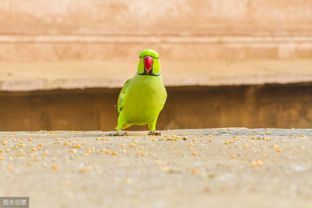 印度环颈鹦鹉喜欢制造噪音，铲屎官需要进行制止吗？