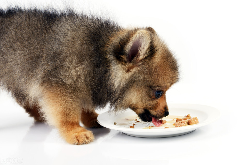 博美犬长寿秘籍！想要博美犬寿命更长，真的不容错过