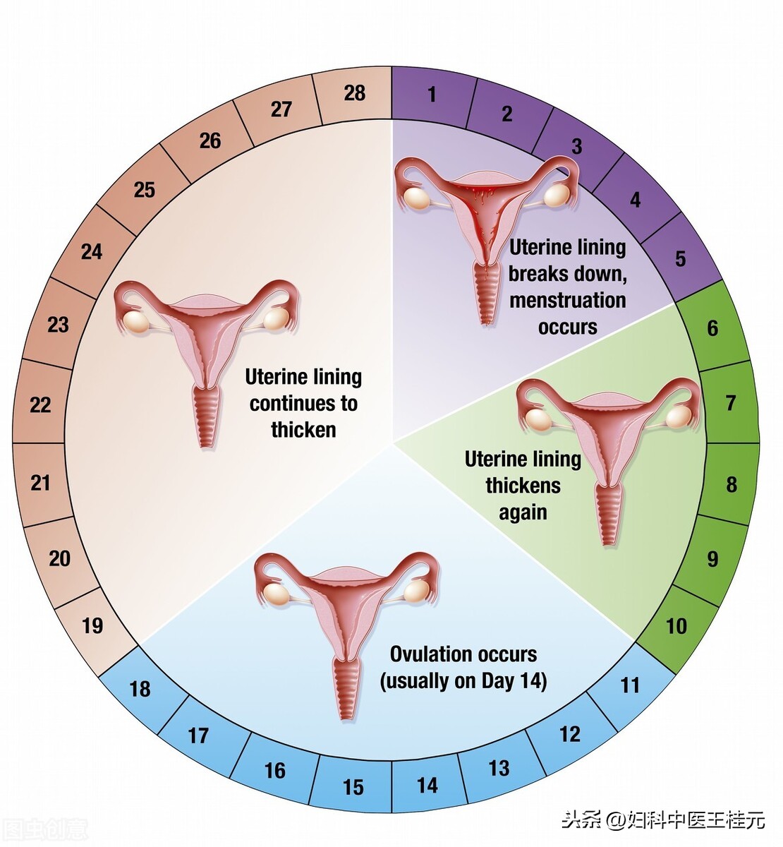 21天来一次月经，卵巢月因经期短而早衰吗？