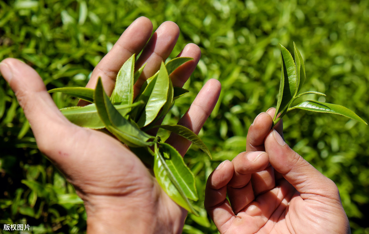 油茶苗大概多少钱一棵？种植前景怎么样？