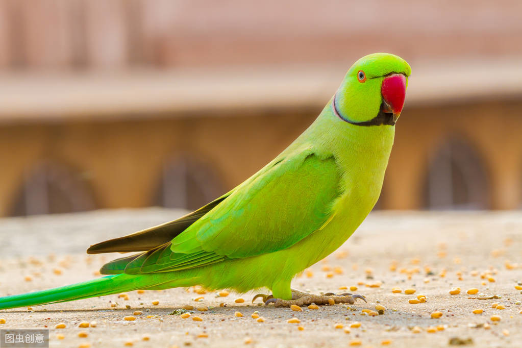 印度环颈鹦鹉喜欢制造噪音，铲屎官需要进行制止吗？