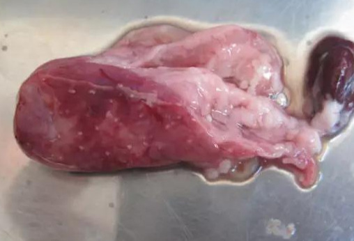 高温期，生鱼诺卡氏菌病呈现十大特点！