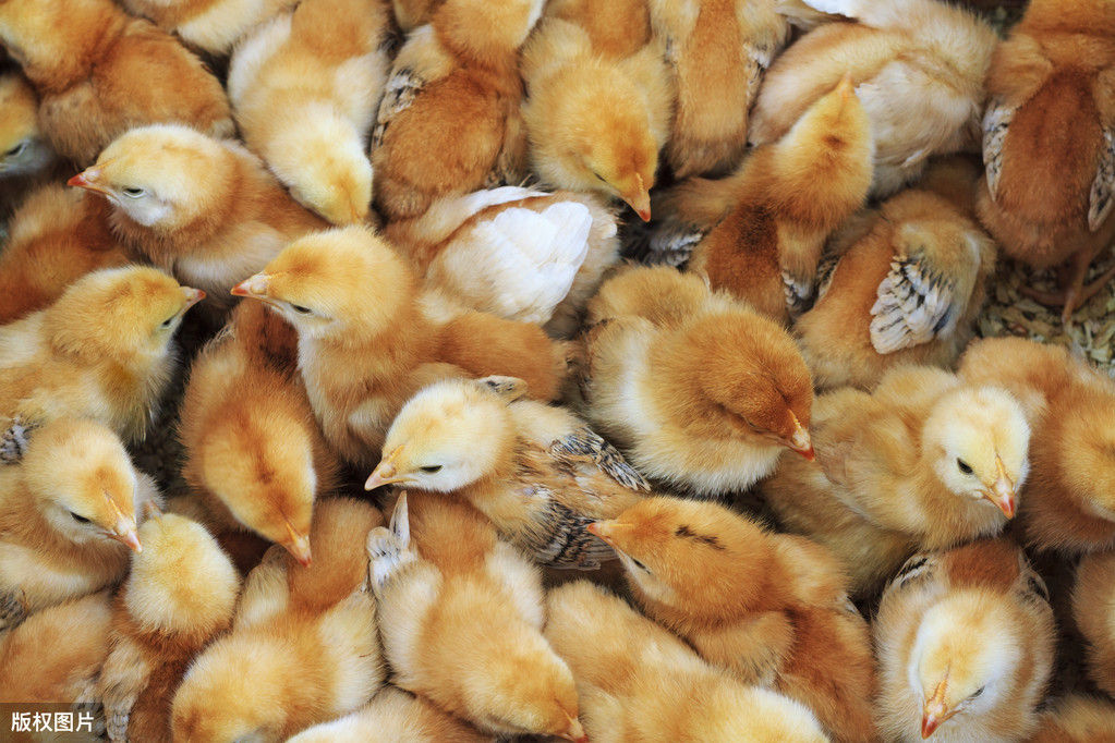 种鸡的人工授精技术，难度小，容易掌握，学会减少饲养成本