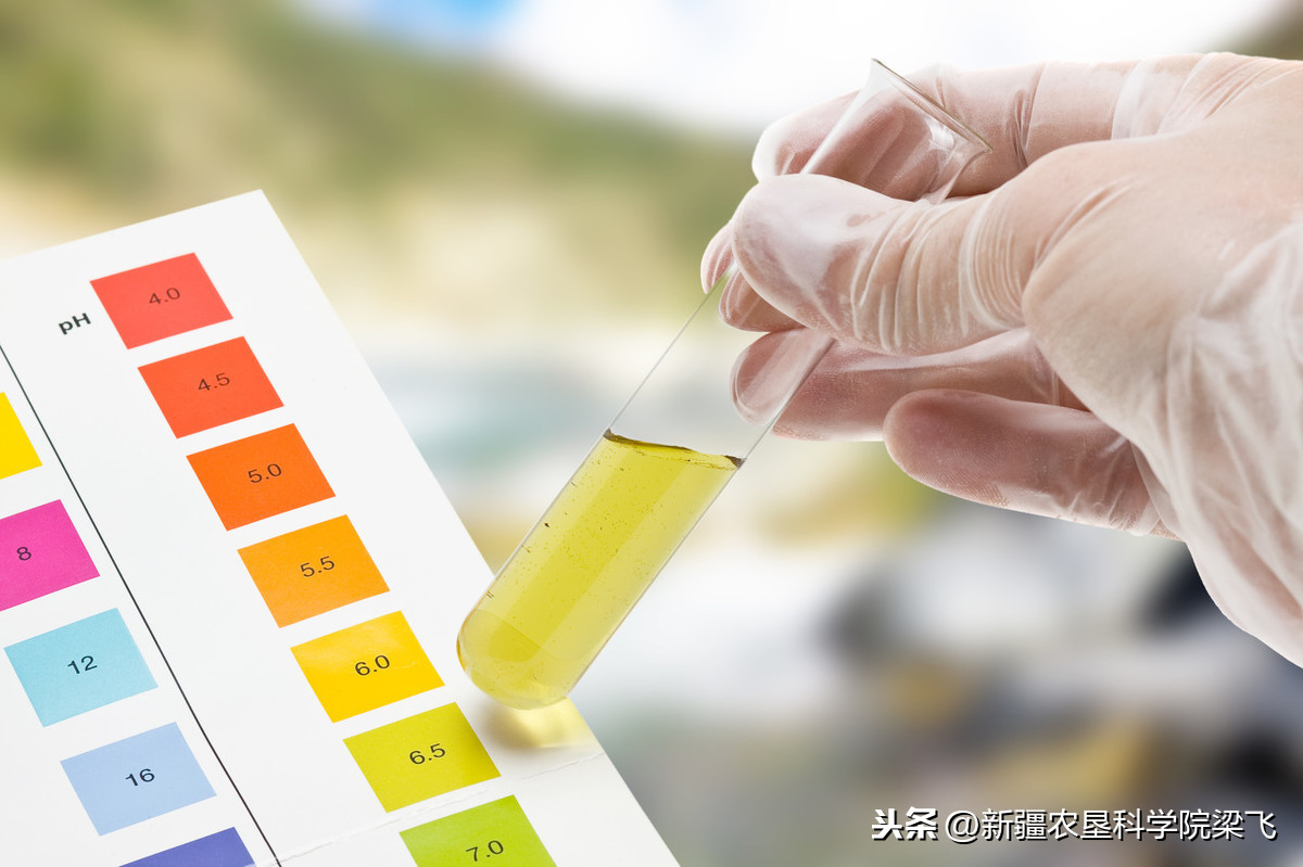 农田盐碱太高怎么办，什么肥料可以改善？