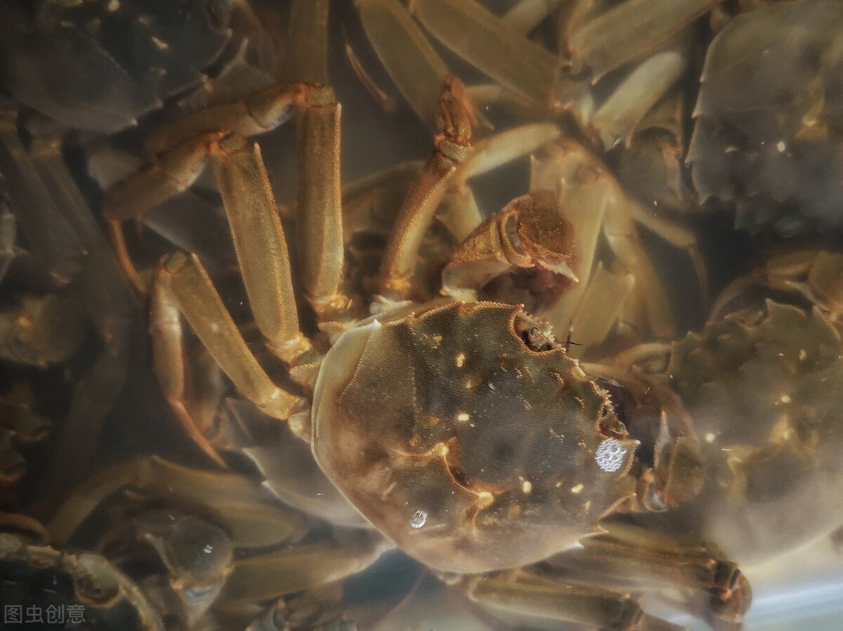 活螃蟹怎么存放活得时间长，处理及保存最多活几天？