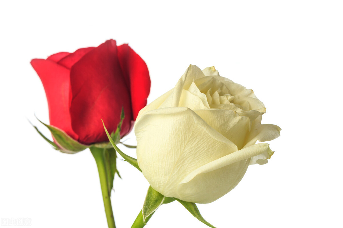 玫瑰花可以保存几天，玫瑰花怎么保存时间长？