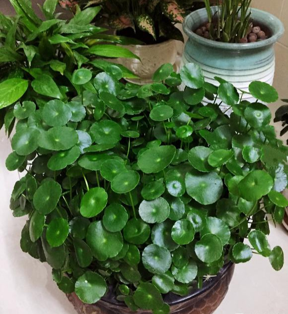 7种“有钱花”,贵气又大气,招财又旺财,人见人爱