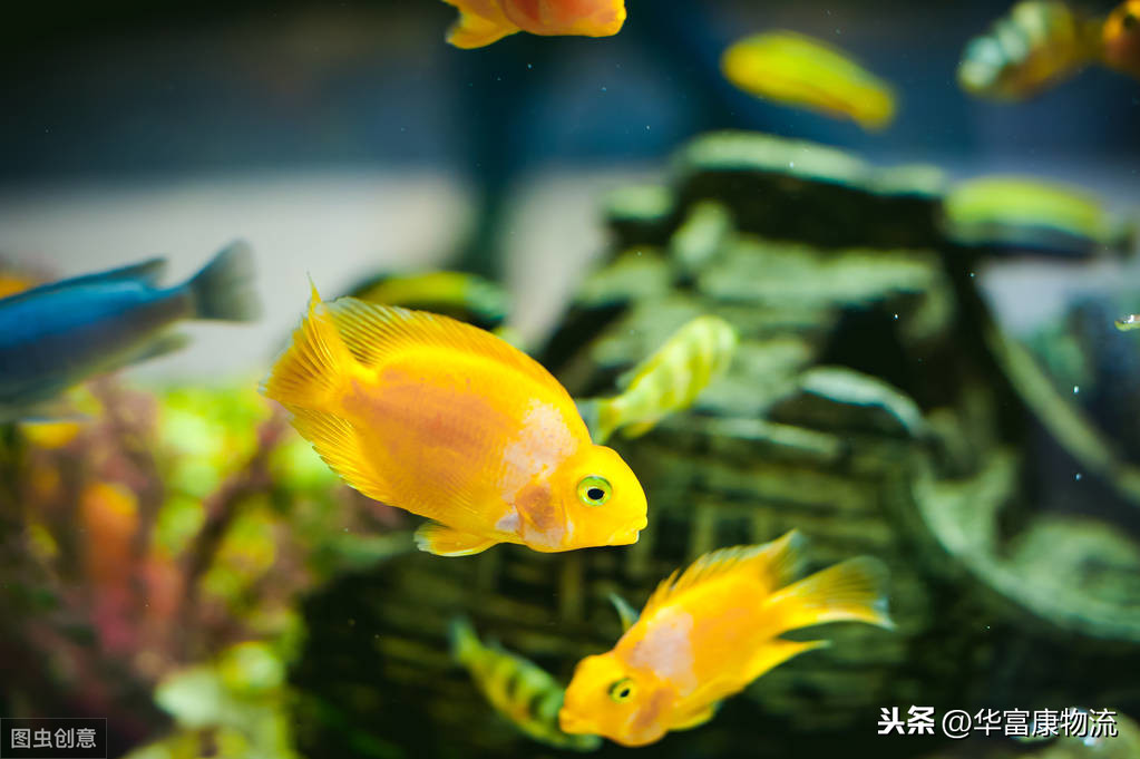 乔迁送什么礼物（乔迁礼送什么）