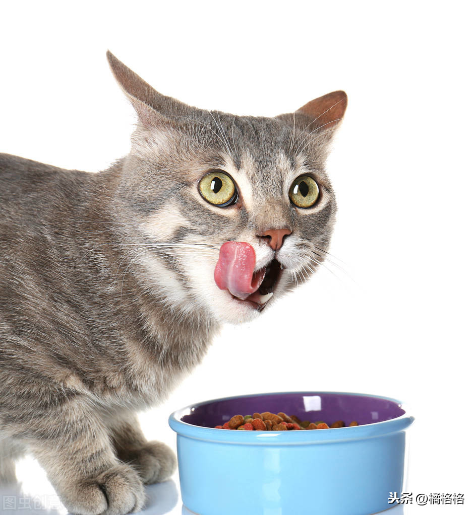 猫嘴里总带着臭味，你知道是什么引起的吗？如何防治猫的口臭问题