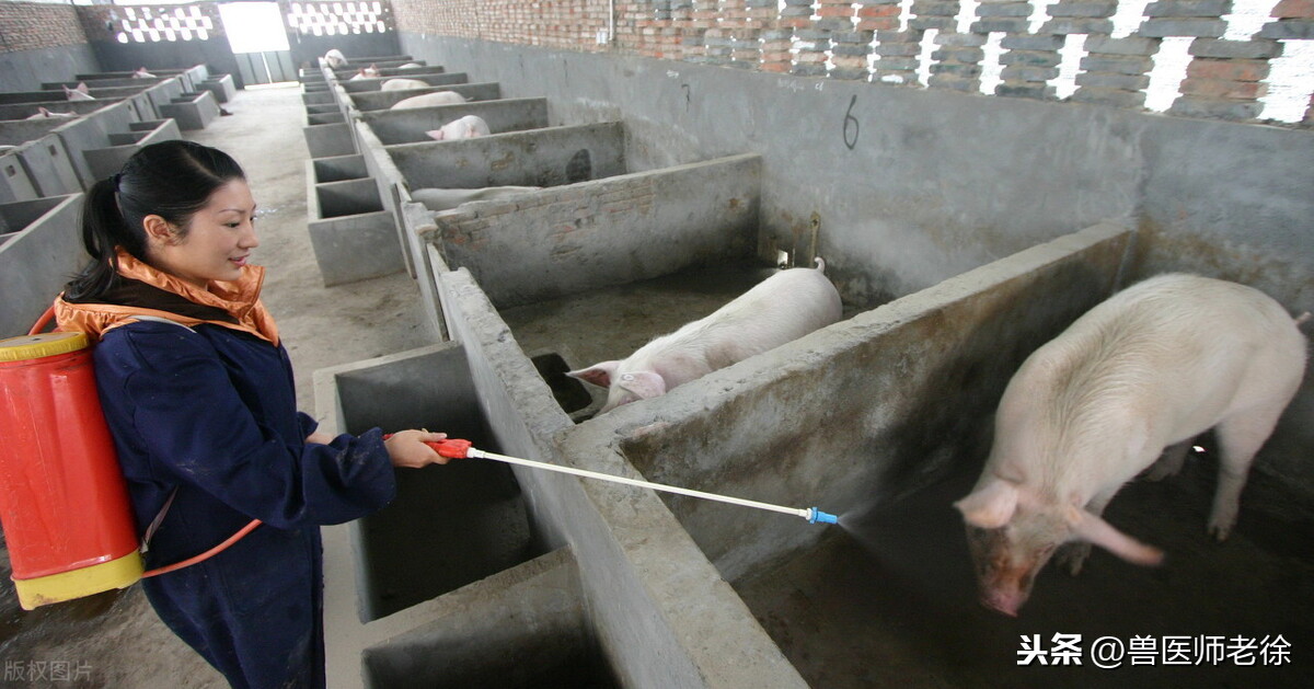 戊二醛可以带猪消毒吗？