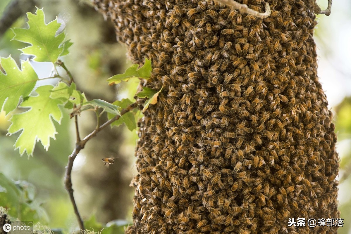 野外蜂群能存活几年？养蜂师傅：看蜜蜂的生物学特征