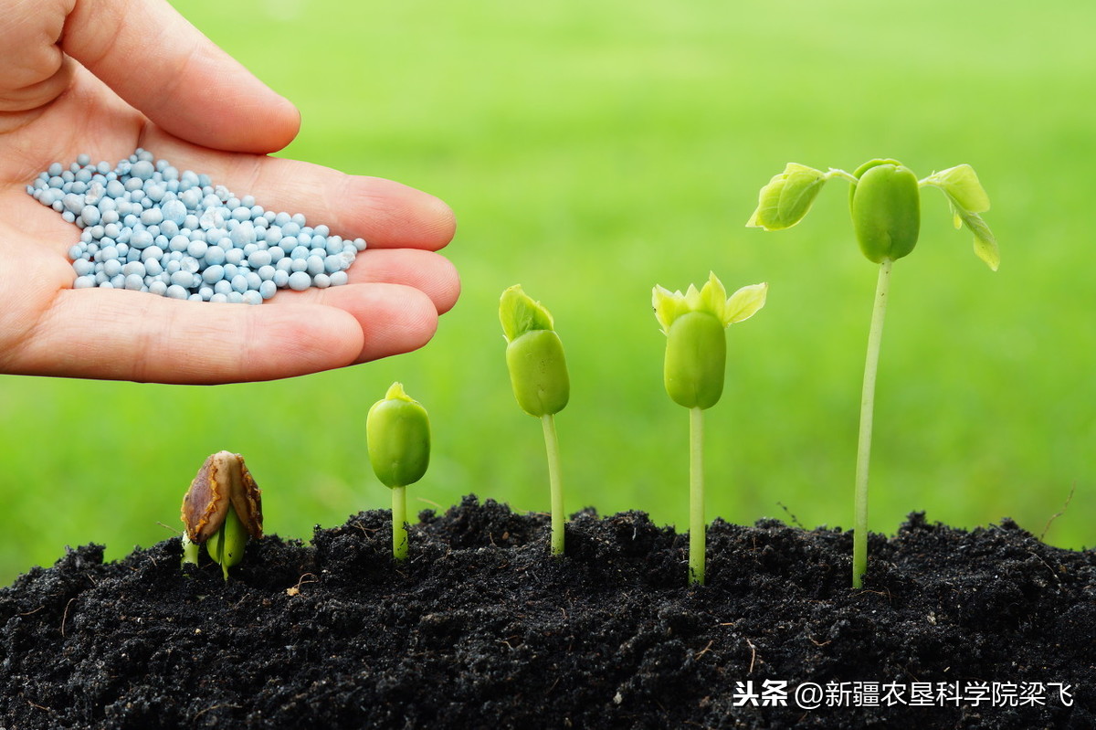 农田盐碱太高怎么办，什么肥料可以改善？