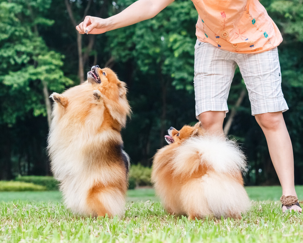 博美犬长寿秘籍！想要博美犬寿命更长，真的不容错过