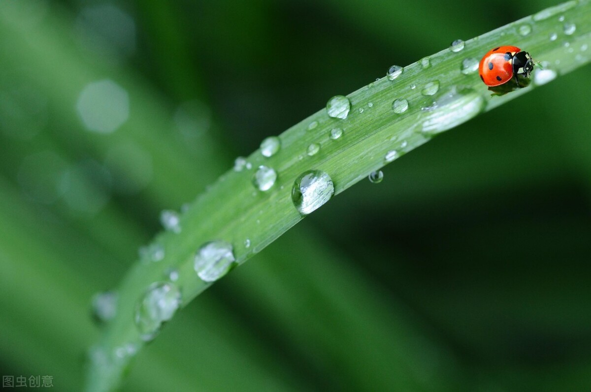 古诗里的春雨，读来温润多情