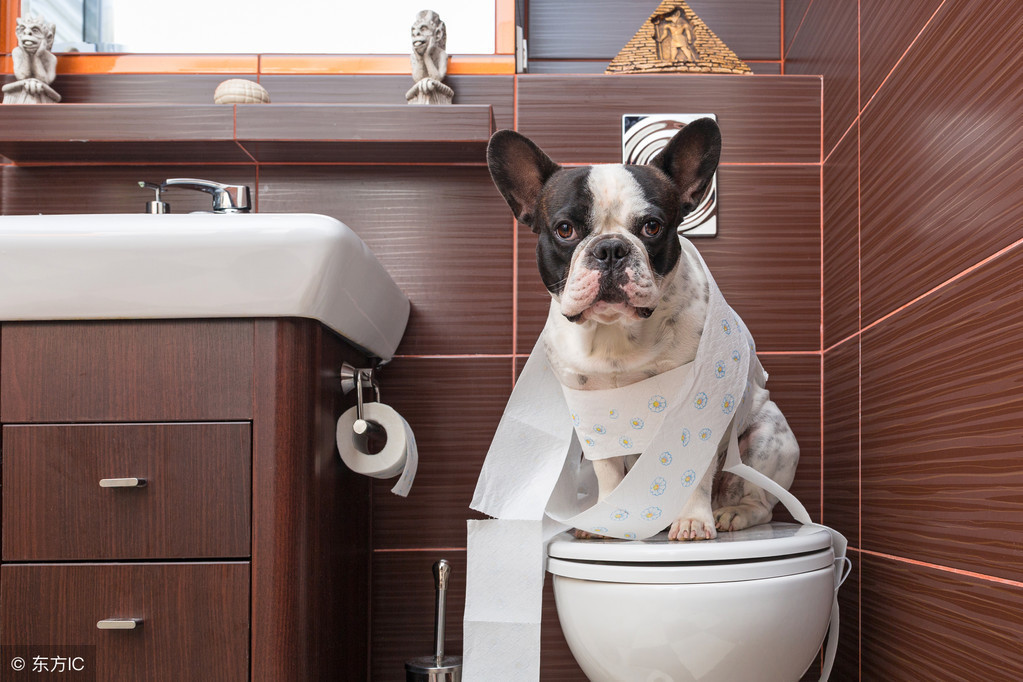 百分之八十养宠新手的烦恼——怎么训练狗狗上厕所？