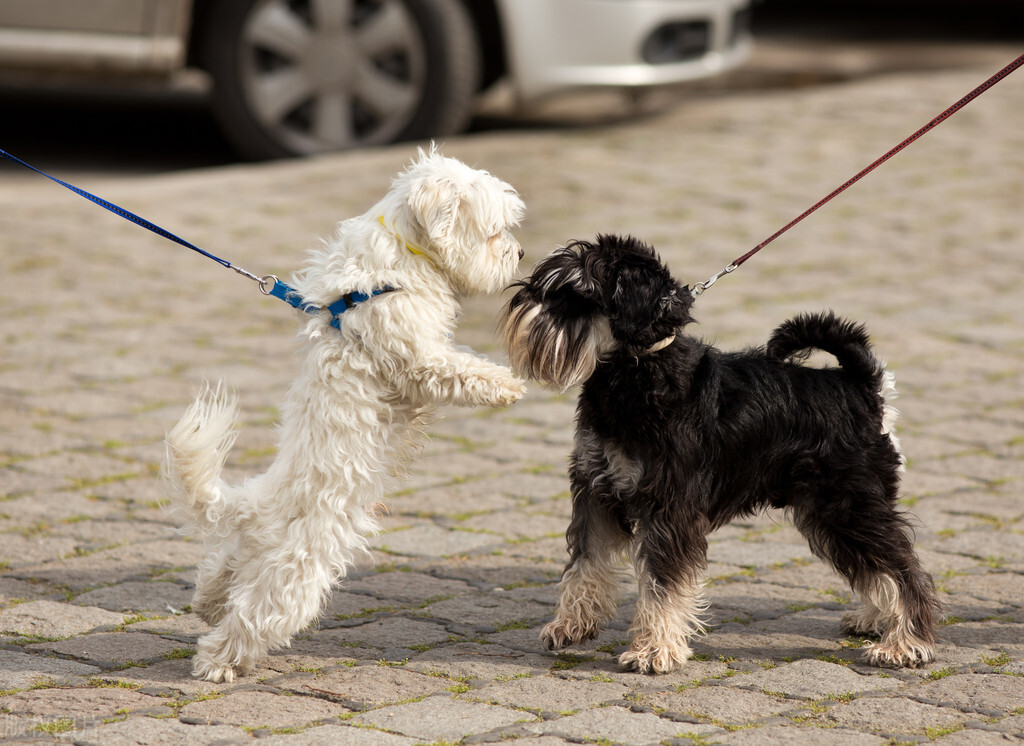 盘点“最听话”的6种小型犬，你最想带哪只回家？