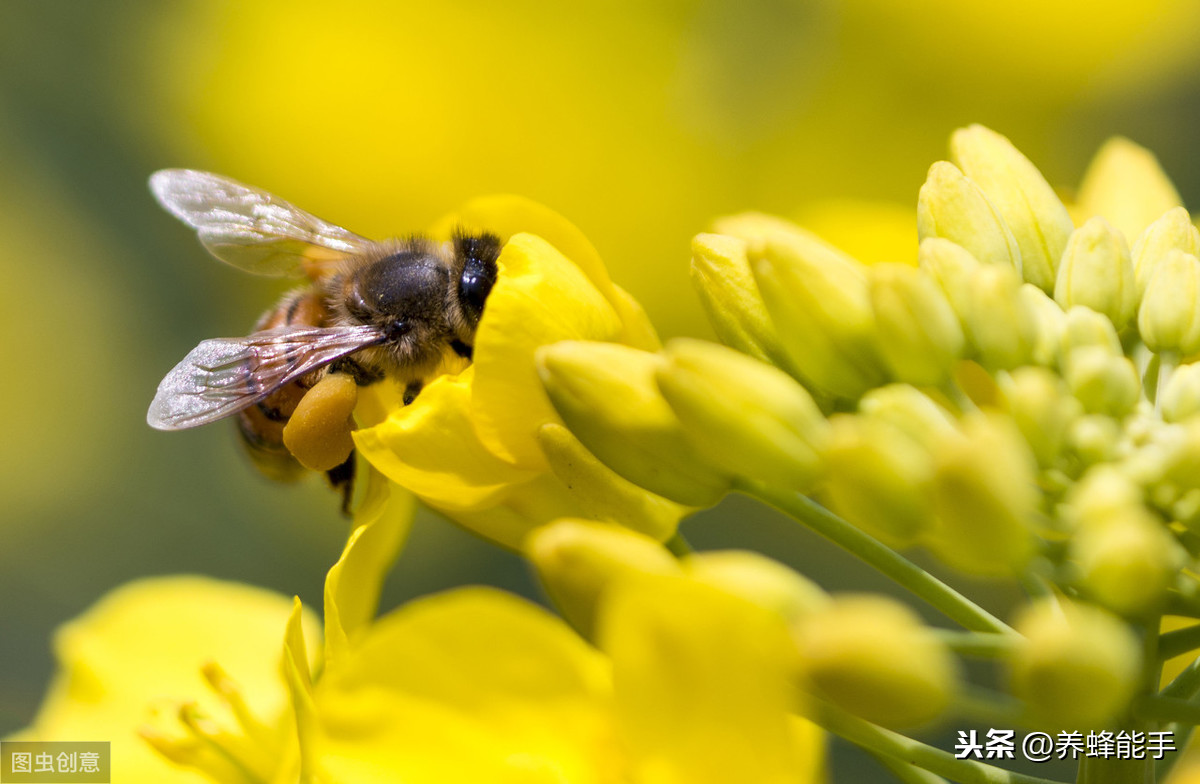 养蜂日历：蜜蜂收集花蜜的器官、方法以及花蜜如何加工成蜂蜜介绍