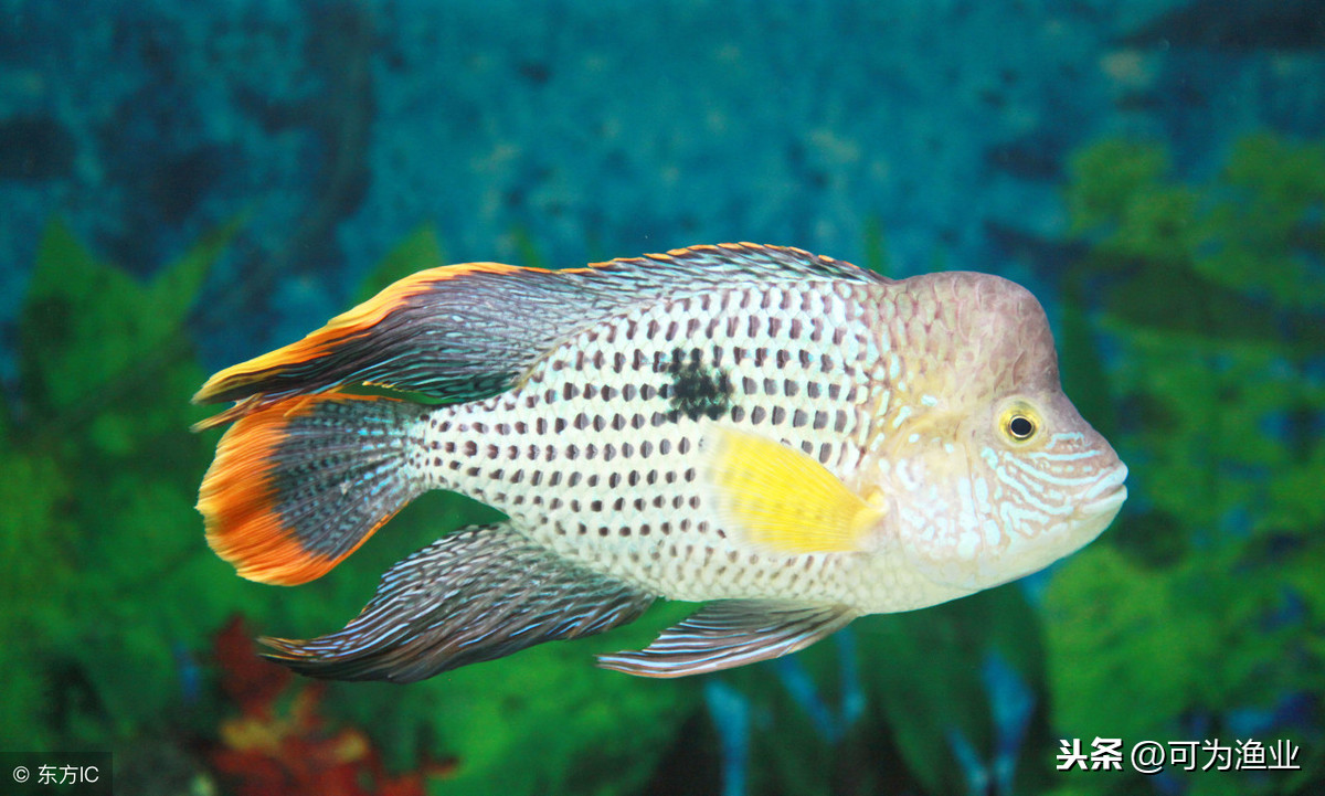 皇冠鱼繁殖过程图片