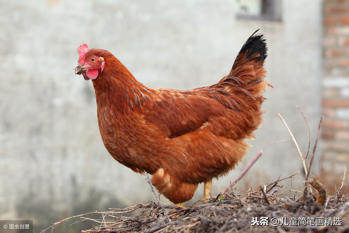 儿童简笔画精选【家禽家畜】-肉鸡（Chicken）的绘画教程