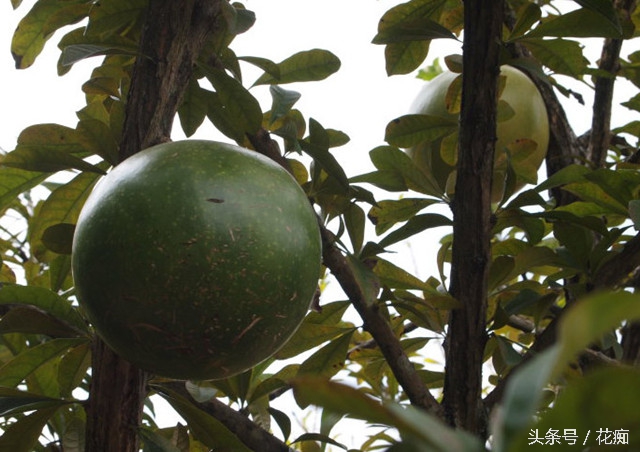 炸弹树据说这是全球最危险的树