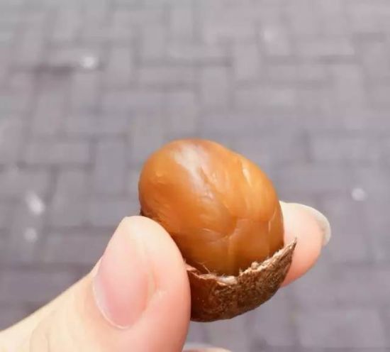 秋天最火爆的平价美食 软糯香甜炒栗子超好吃