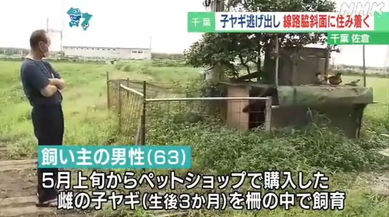 日本只母山羊赖在铁路护坡上成了网红，网友大呼可爱！_图片 No.16