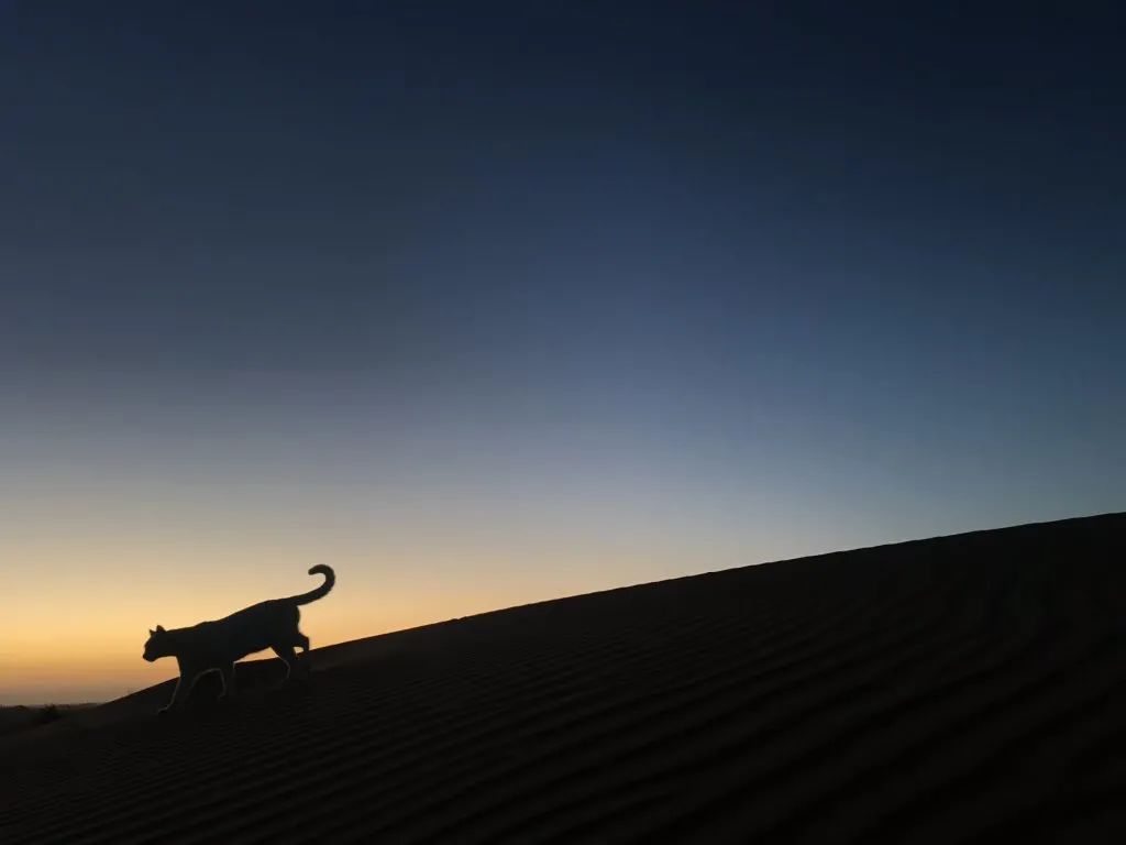 日本妹子嫁到阿联酋，在5万平米的沙漠“后院”里养猫养骆驼是怎样的体验？_图片 No.29