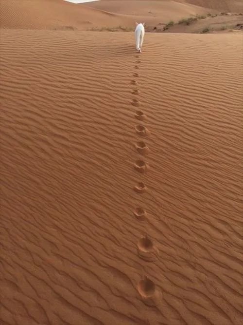 日本妹子嫁到阿联酋，在5万平米的沙漠“后院”里养猫养骆驼是怎样的体验？_图片 No.26