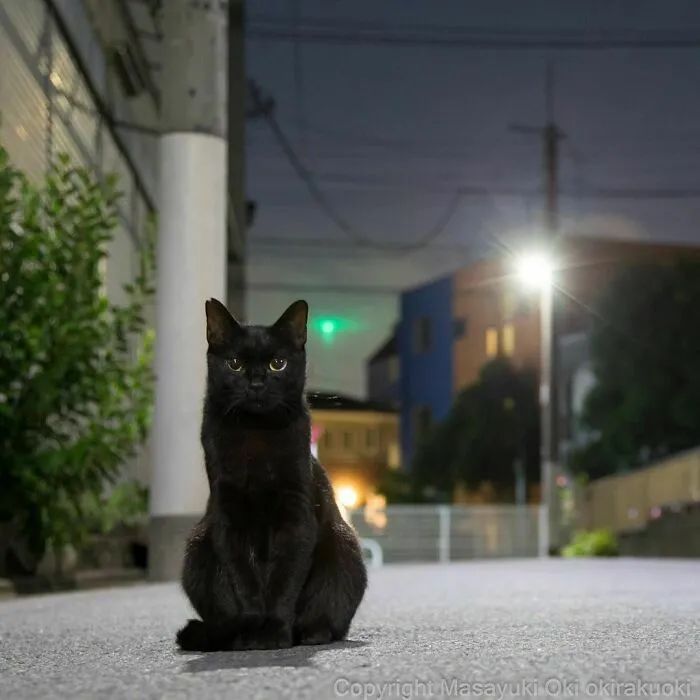 他镜头下东京街头的流浪猫日常，也太快乐了！_图片 No.21