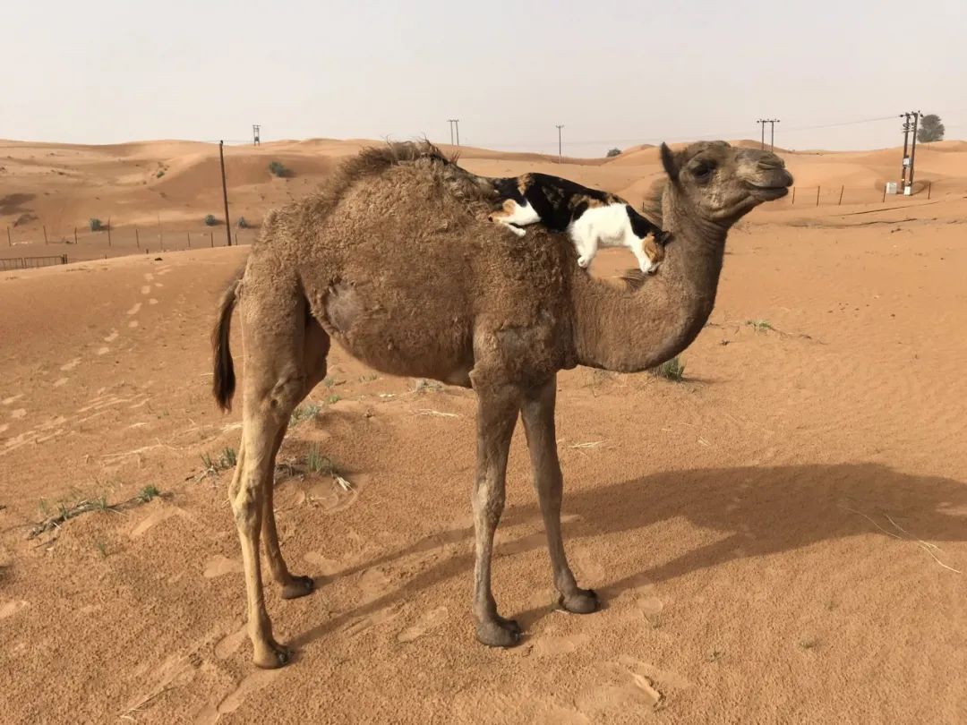 日本妹子嫁到阿联酋，在5万平米的沙漠“后院”里养猫养骆驼是怎样的体验？_图片 No.56