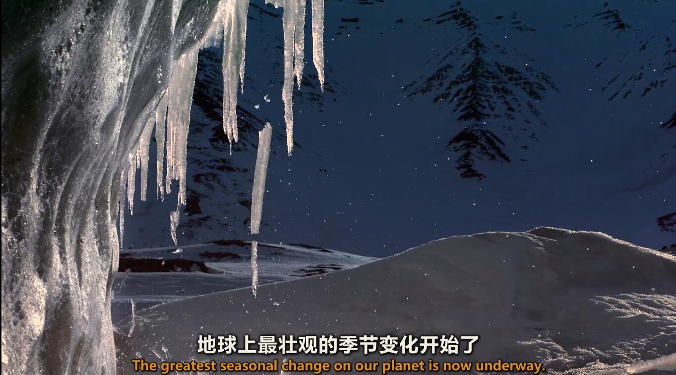 【英语中英字幕】动物世界纪录片：极地之春【1080p】全1集图片 No.1