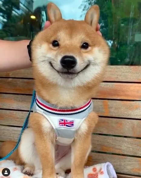 这只可能是世界上最快乐的柴犬，看过它，所有不快乐会消散的_图片 No.11
